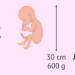 24-semanas-cuantos-meses-son