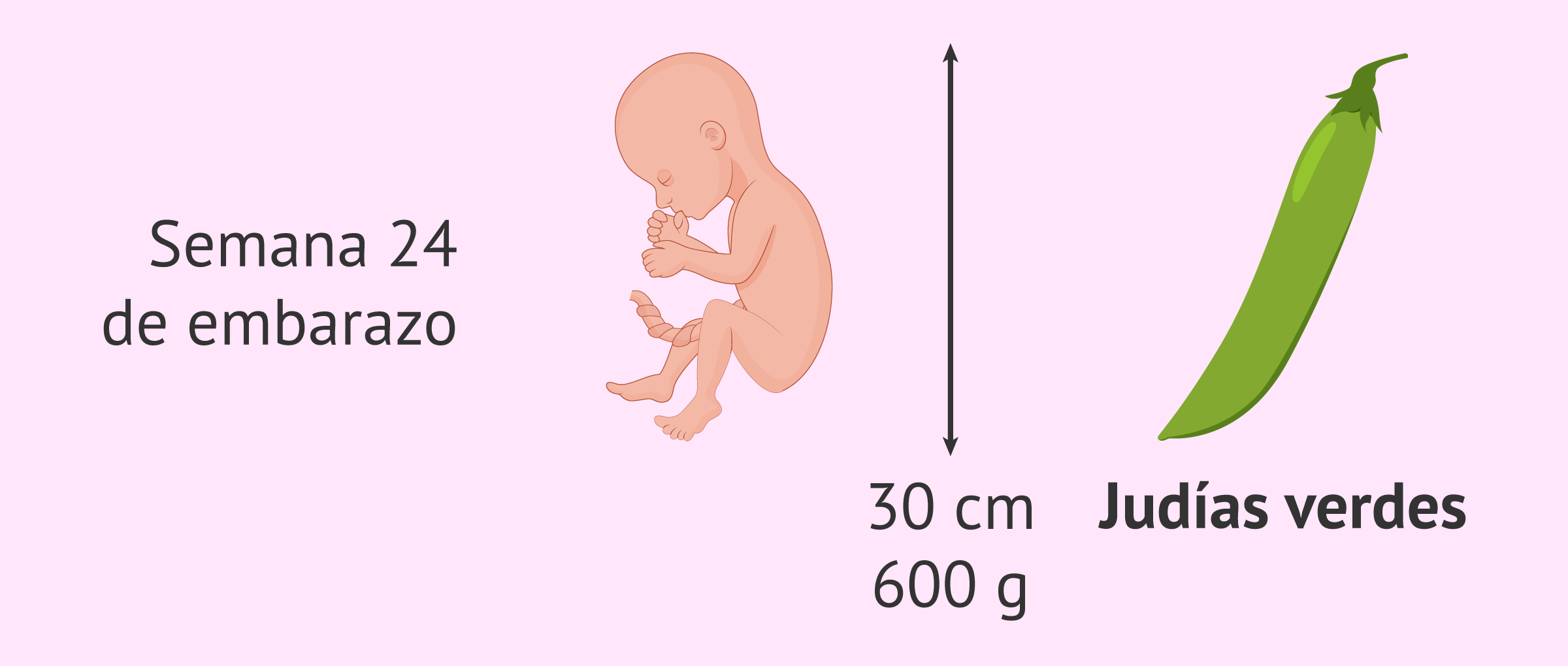 Blog 12 24 semanas cuantos meses son