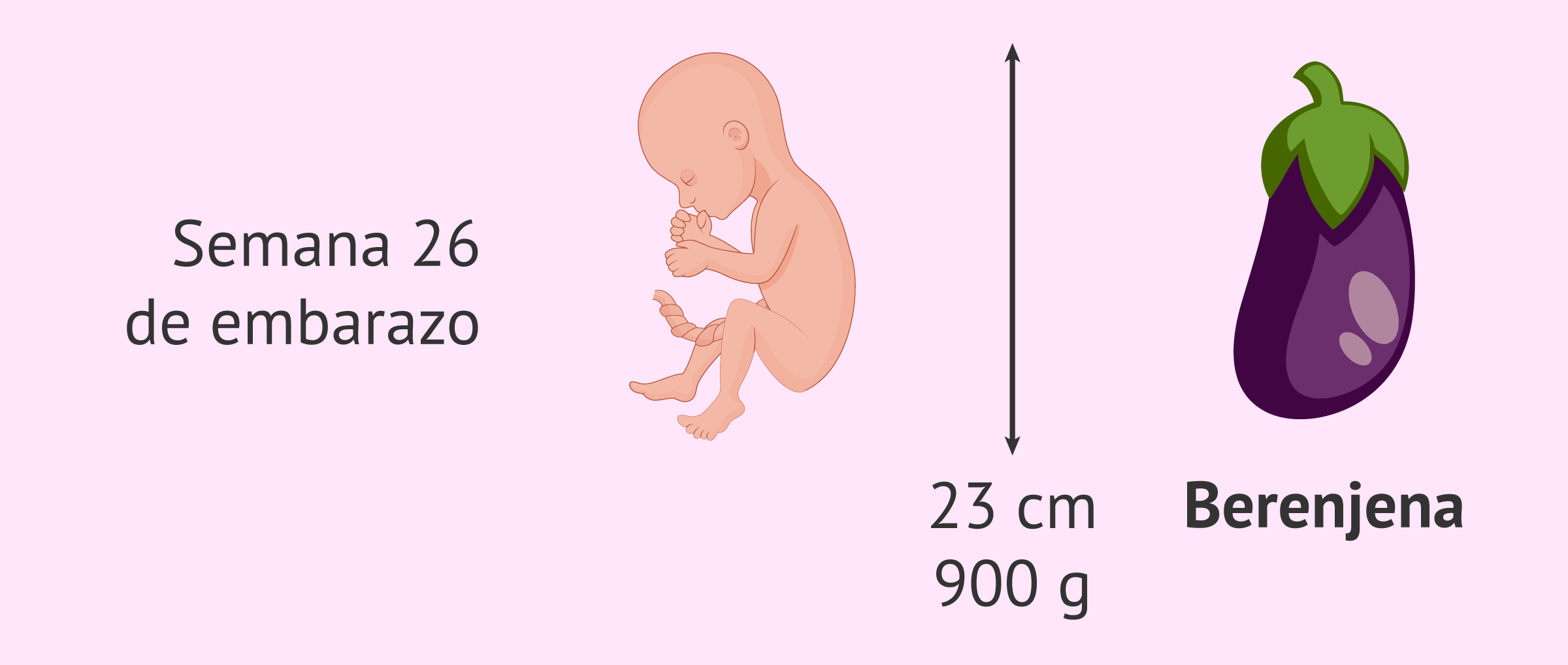 Blog 10 26 semanas cuantos meses son