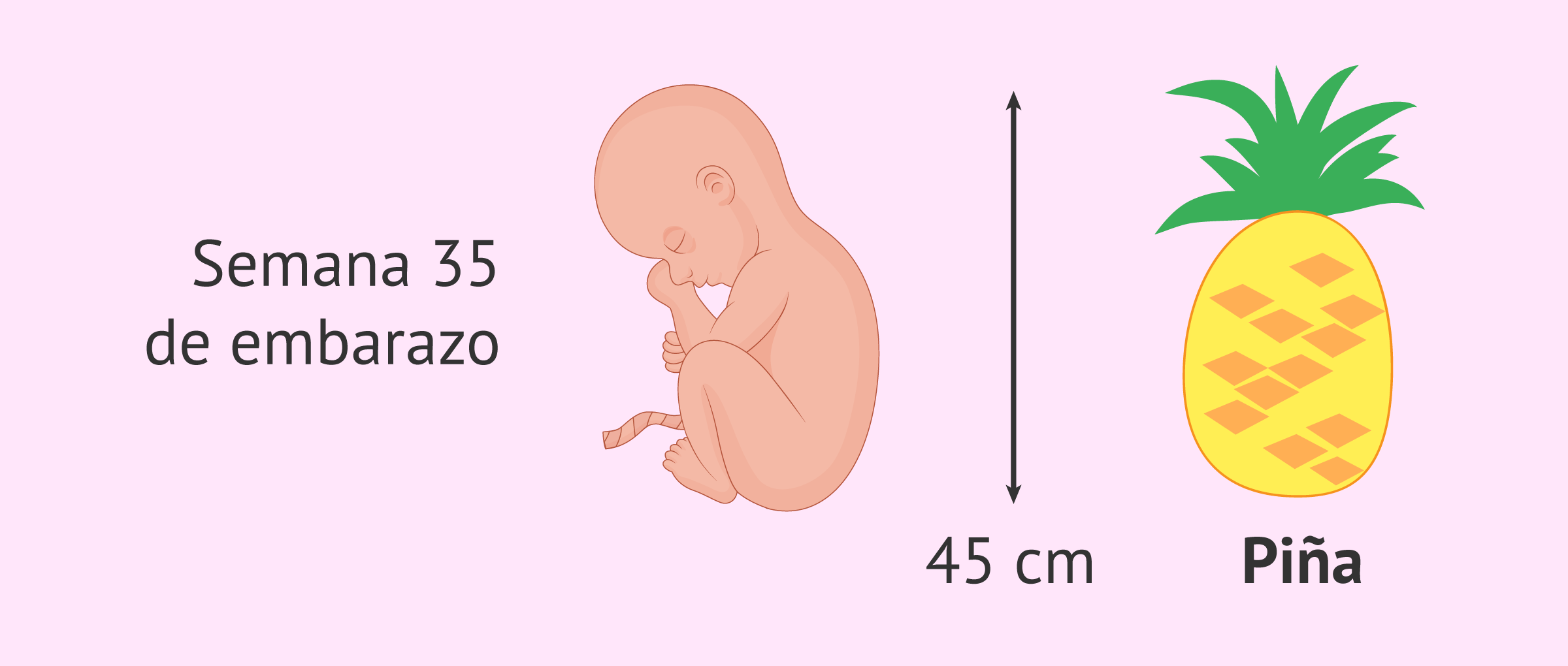 35 semanas cuantos meses son