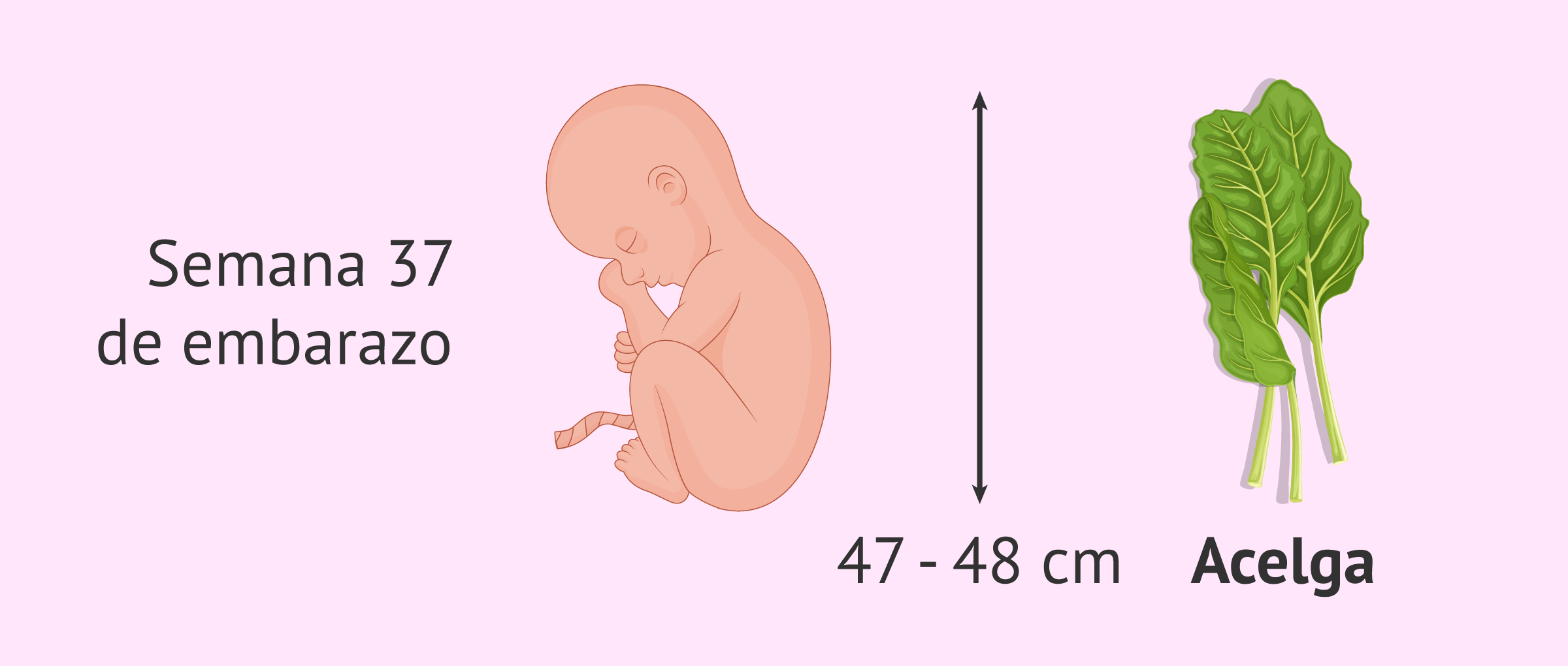 37 semanas cuantos meses son