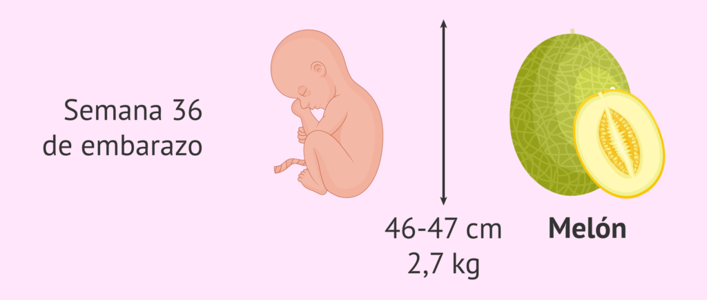 47 semanas cuantos meses son