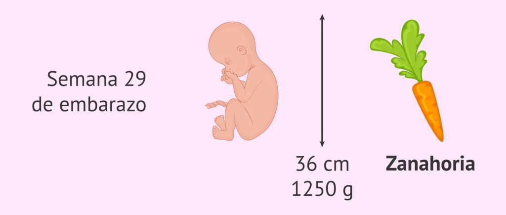 53 semanas cuantos meses son