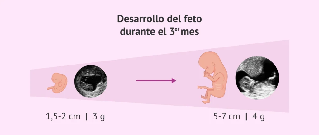 56 semanas cuantos meses son