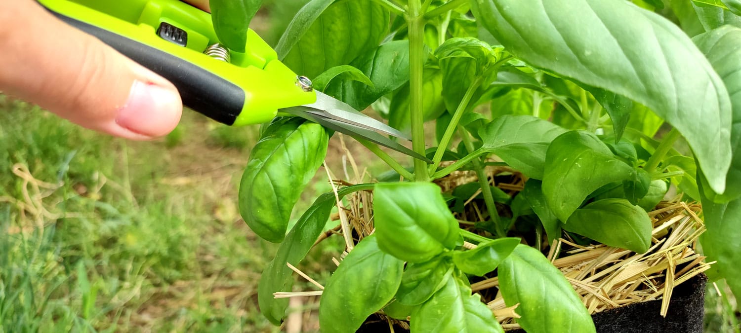 albahaca cada cuanto se riega