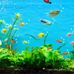 Cada cuánto cambiar agua pecera? cada-cuanto-cambiar-agua-pecera