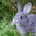 cada-cuanto-come-un-conejo