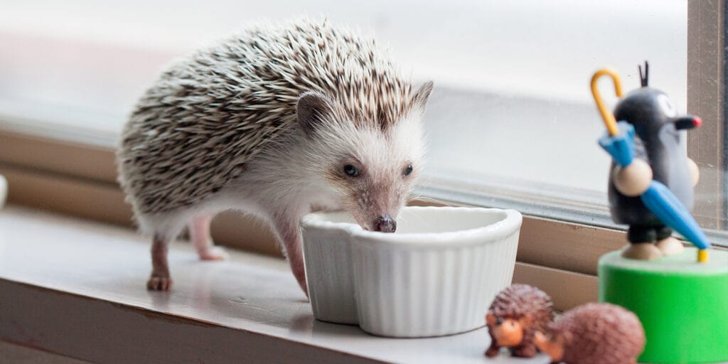 cada cuanto come un erizo