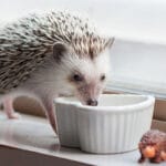 cada-cuanto-come-un-erizo