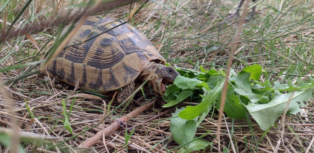 cada cuanto come una tortuga