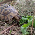 cada-cuanto-come-una-tortuga