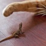 cada-cuanto-comen-las-lagartijas