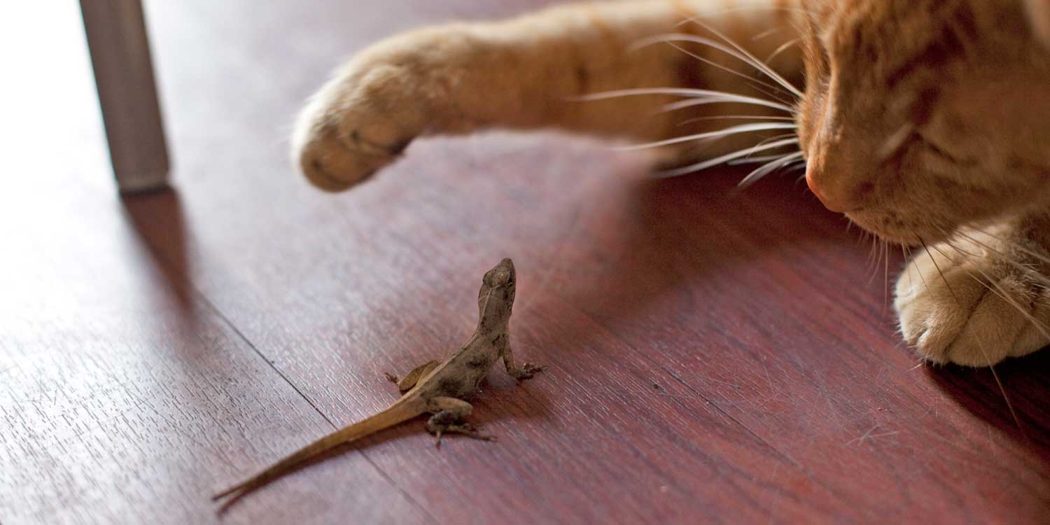 Blog 10 cada cuanto comen las lagartijas