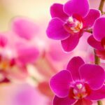 cada-cuanto-florecen-las-orquideas
