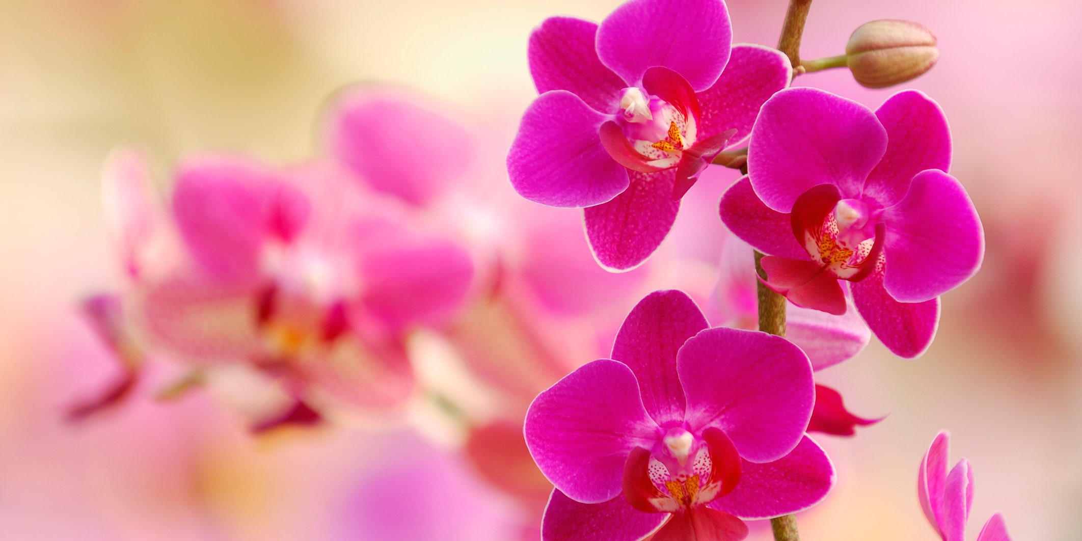 Blog 4 cada cuanto florecen las orquideas