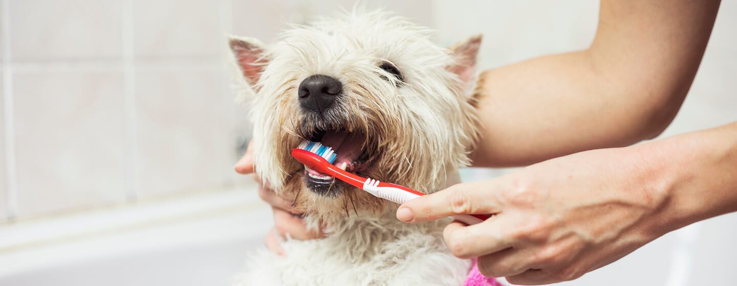cada cuanto lavar dientes perro