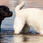 cada-cuanto-menstruan-los-perros