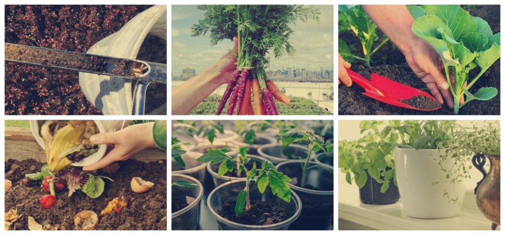 cada cuanto regar cilantro