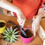 Cada cuánto regar una suculenta? cada-cuanto-regar-una-suculenta