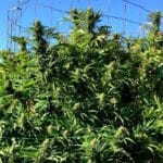 Cedro limón, ¿cuánto crece? cedro-limon-cuanto-crece