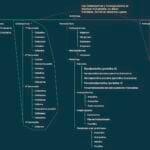 clindamicina-en-cuanto-se-diluye