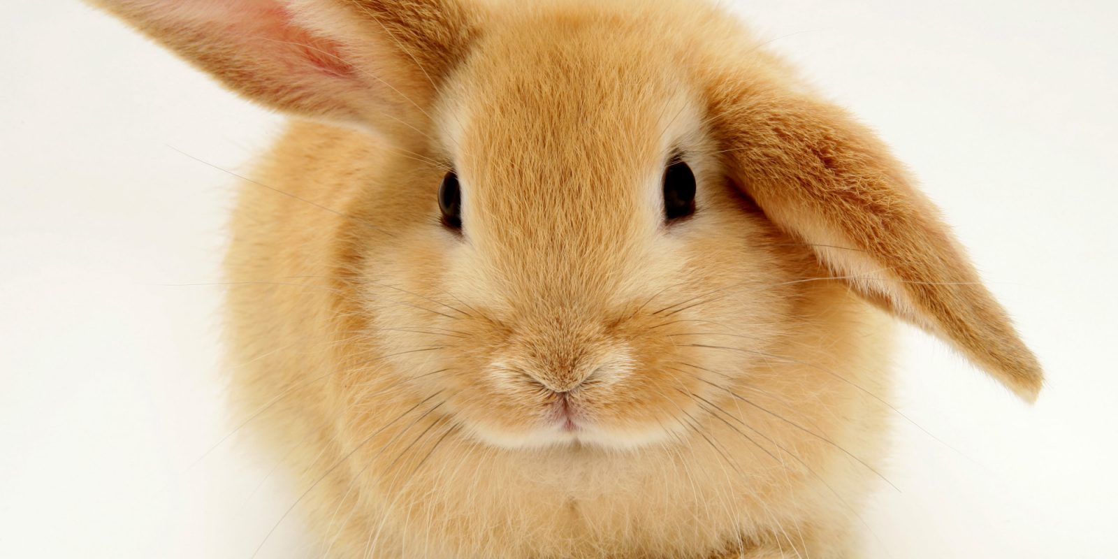 conejo mini rex cuanto crece
