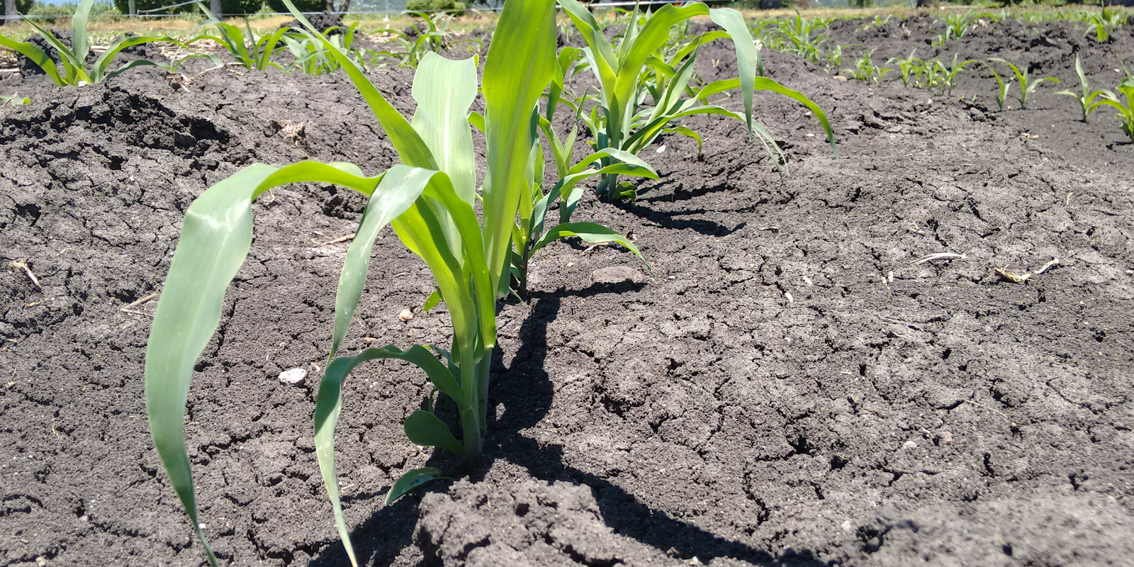 cuanta agua absorbe una planta