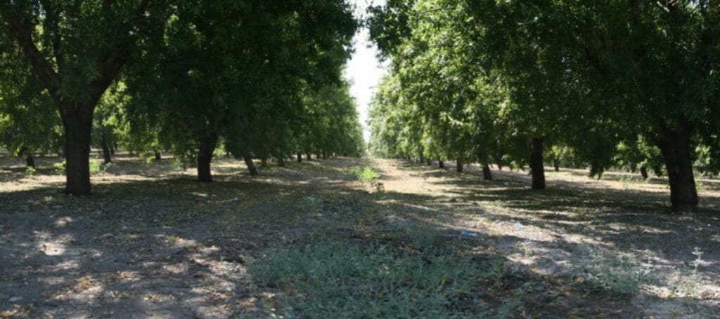 ¿Cuánta agua necesita un almendro? 2 cuanta agua necesita un almendro