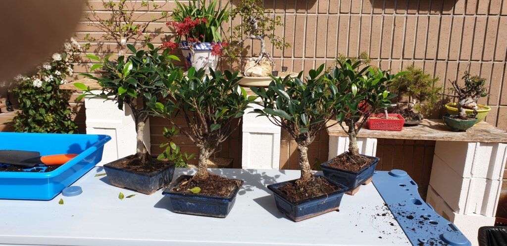 cuanta agua necesita un bonsai