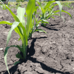 cuanta-agua-necesita-una-planta