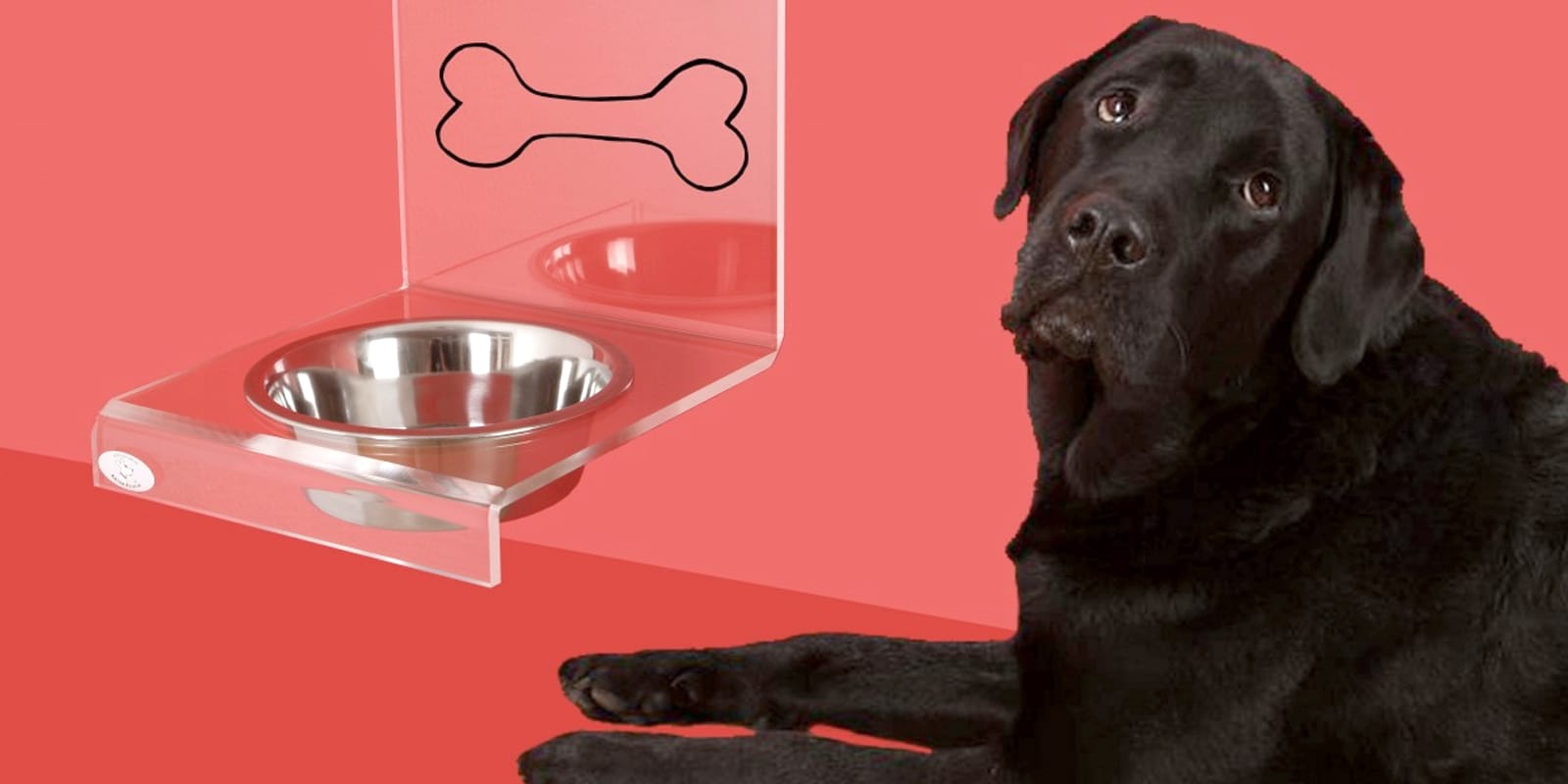 Blog 8 cuanta agua toma un perro