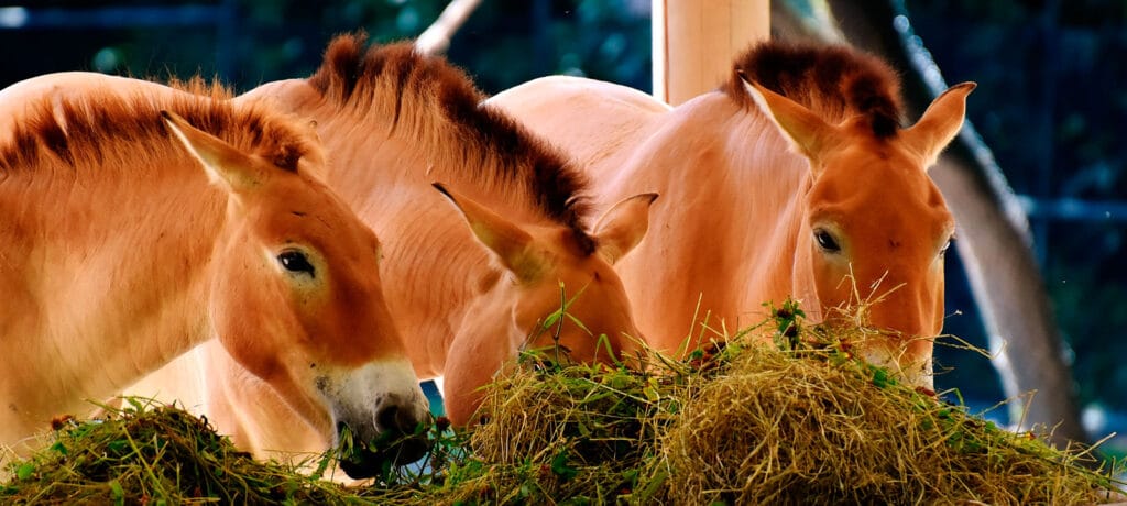 cuanta comida necesita un caballo