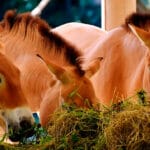 cuanta-comida-necesita-un-caballo