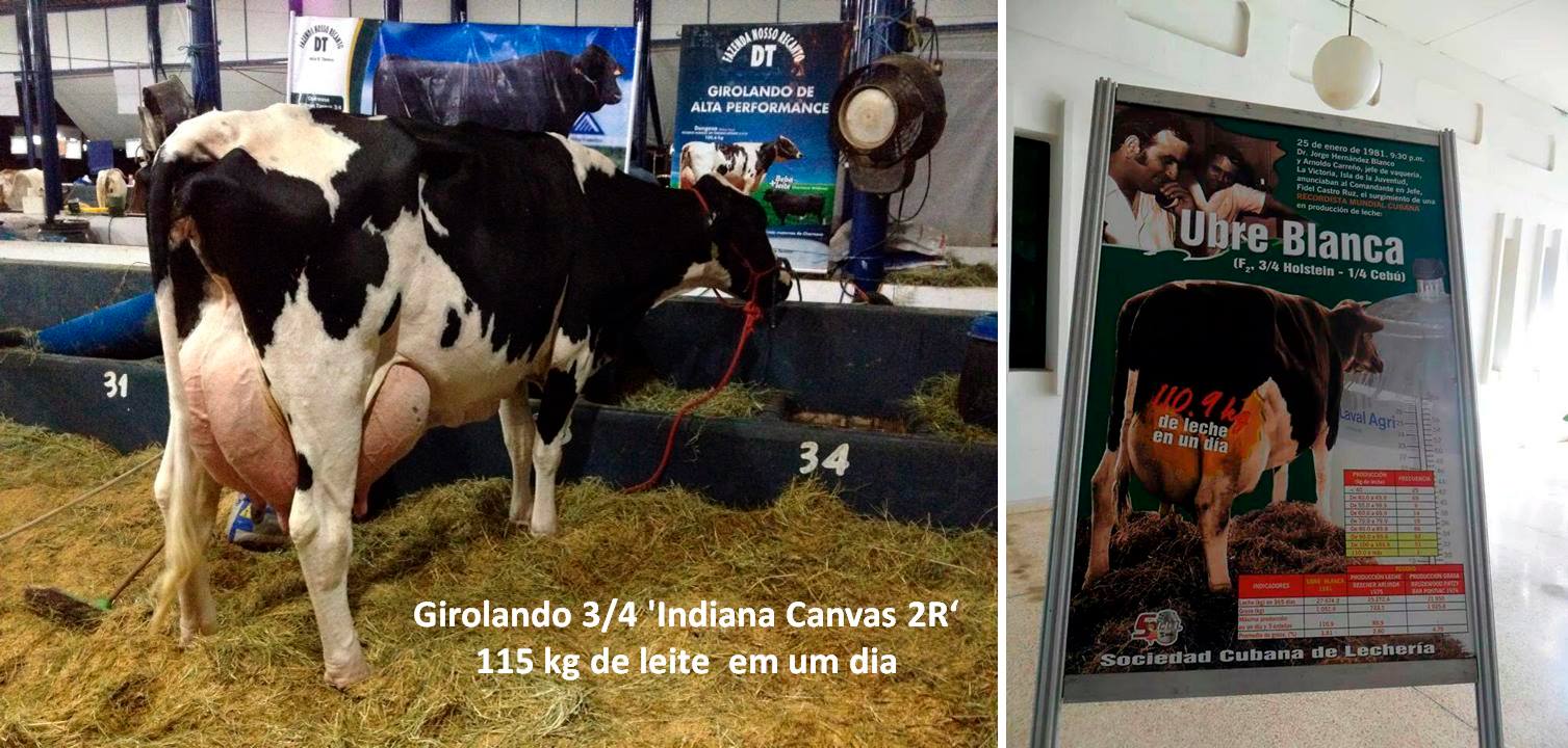 cuanta leche produce una vaca