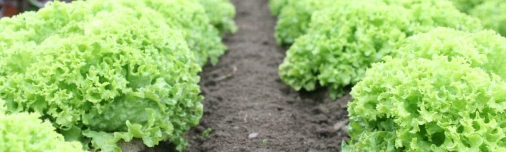 cuanta profundidad necesita la lechuga