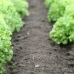 cuanta-profundidad-necesita-la-lechuga