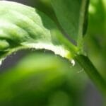 ¿Cuánta proteína aporta la alfalfa? cuanta-proteina-aporta-la-alfalfa