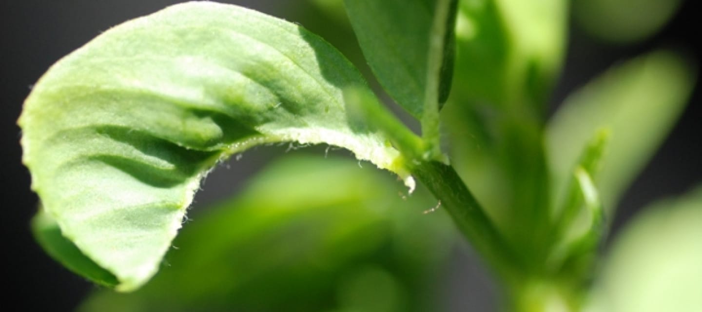 cuanta proteina aporta la alfalfa