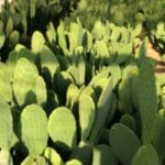 ¿Cuánta proteína tiene el nopal? cuanta-proteina-tiene-el-nopal