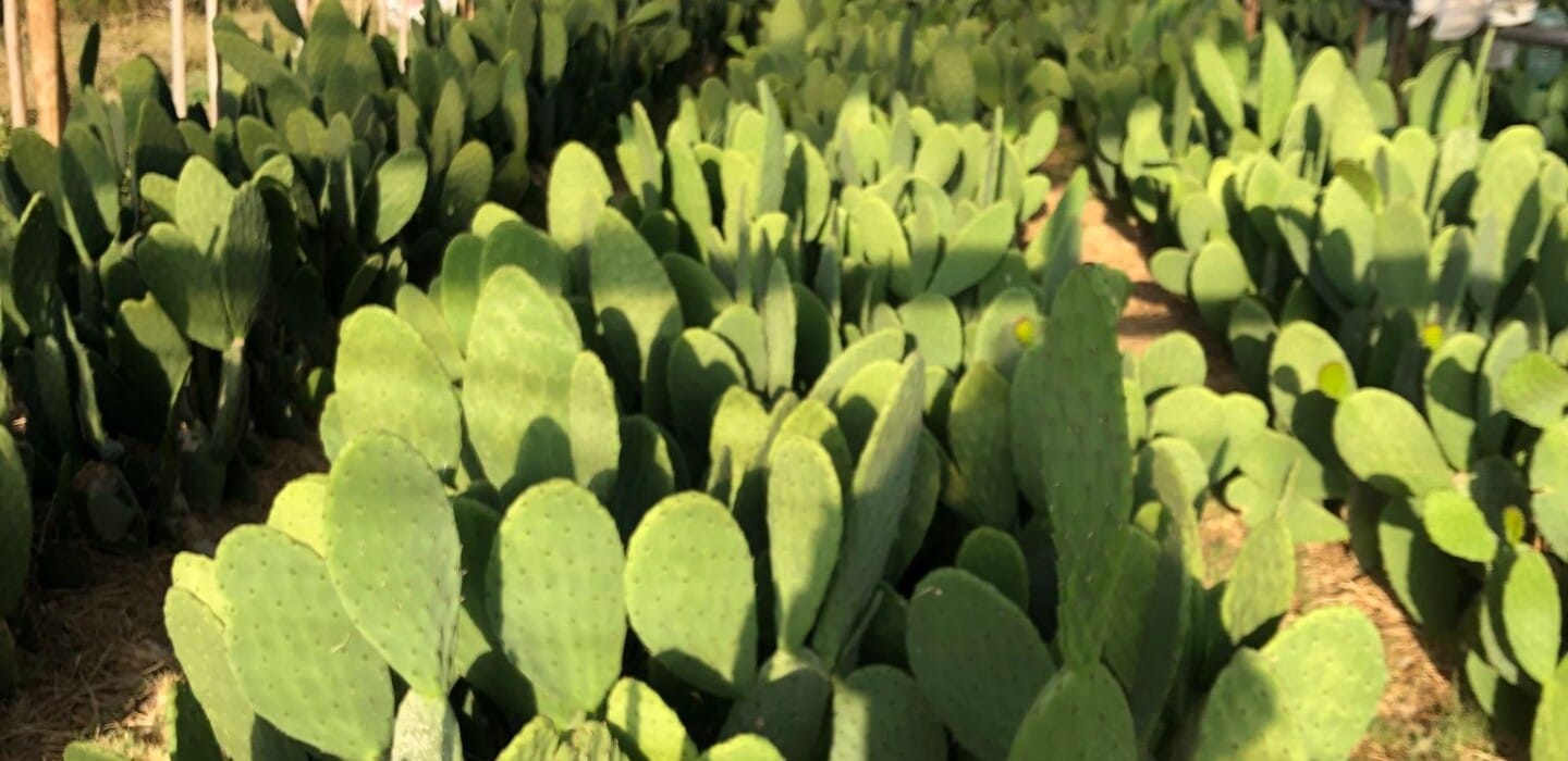 cuanta proteina tiene el nopal