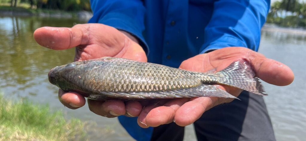 cuanta proteina tiene la tilapia