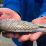 cuanta-proteina-tiene-la-tilapia