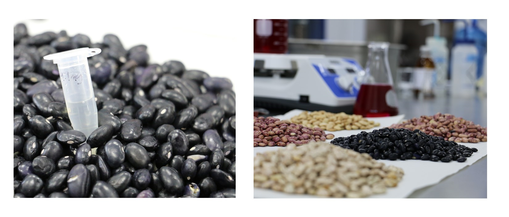 cuanta proteina tienen los frijoles