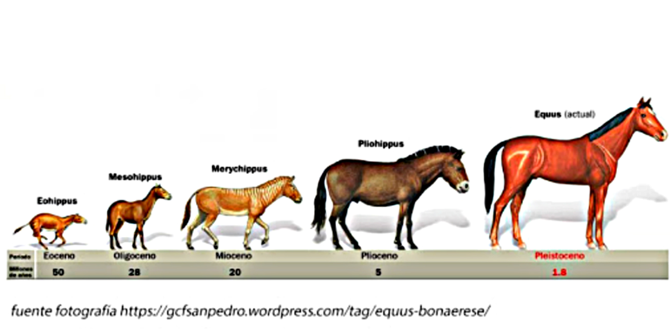 Blog 12 cuanta velocidad alcanza un caballo