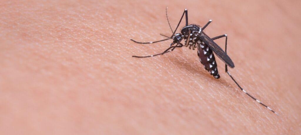 cuantas aranas nos comemos durmiendo