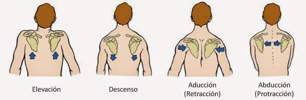 cuantas articulaciones tiene el hombro