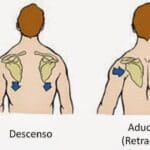 cuantas-articulaciones-tiene-el-hombro