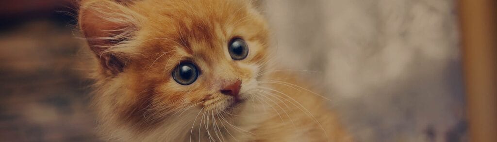 cuantas aspirinas matan un gato