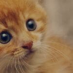 cuantas-aspirinas-matan-un-gato