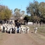¿Cuántas cabras por hectárea? cuantas-cabras-por-hectarea